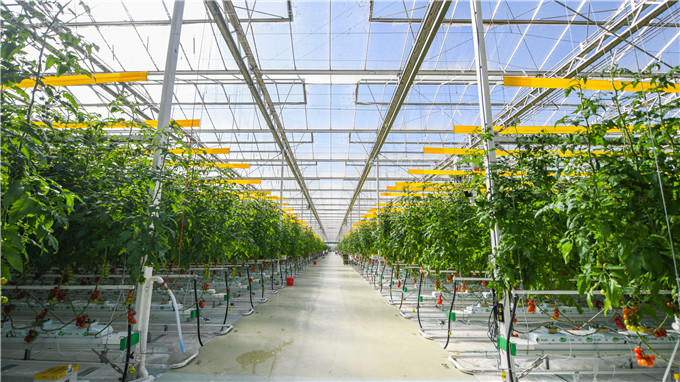 高效智能种植北京4个规模化温室蔬菜车间投用