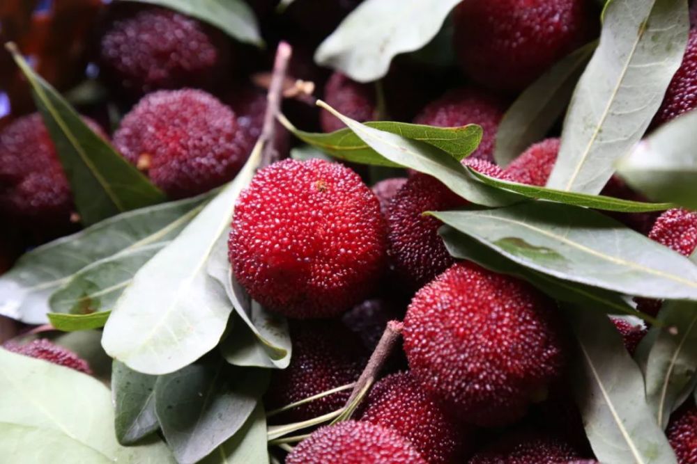 青田杨梅上市了闽广荔枝西凉葡萄未若吴越杨梅