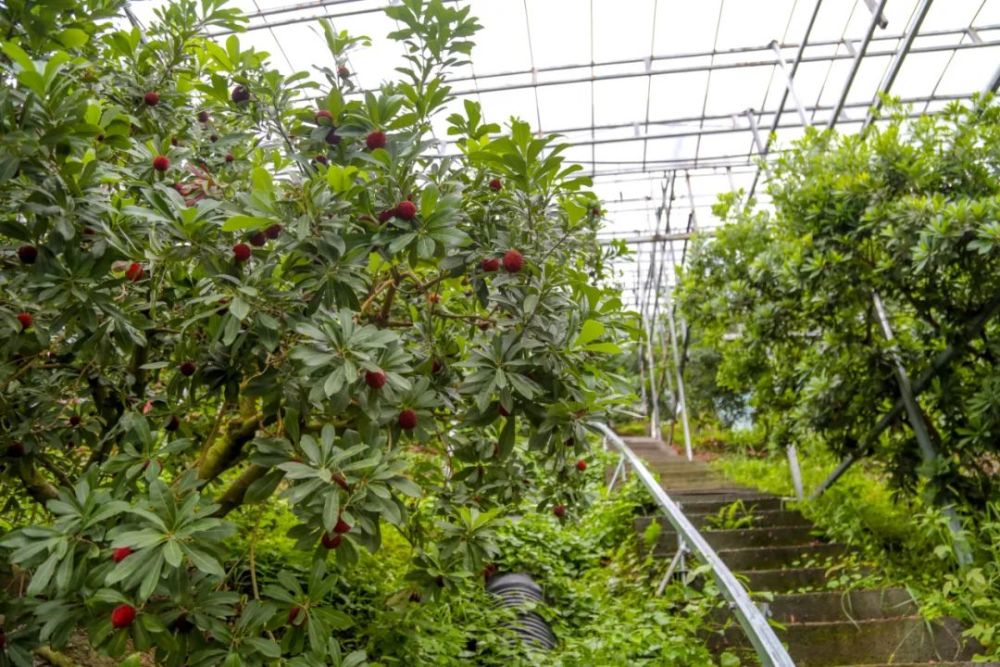 青田杨梅上市了闽广荔枝西凉葡萄未若吴越杨梅