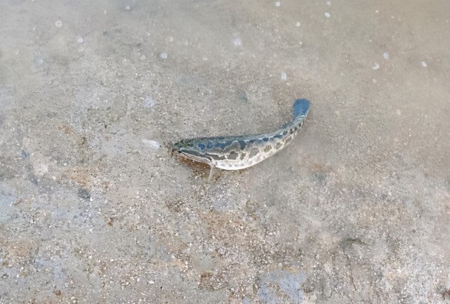 打黑人舒服了,汕头一水库"放生"大量黑鱼,密度高到下竿就中鱼