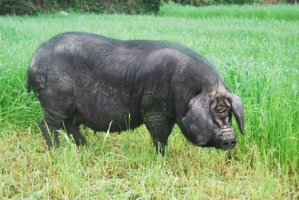中国本土黑猪图片