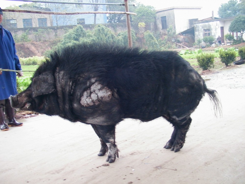 最大的黑猪品种图片