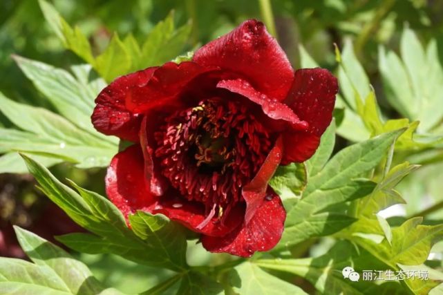 生物多样性百科紫牡丹