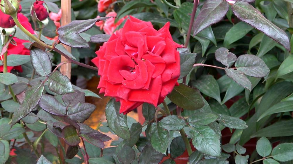 如枫叶般眩目 独艳于万绿丛中 如兰的鸢尾,娉婷迎笑 青翠剑叶,敦实