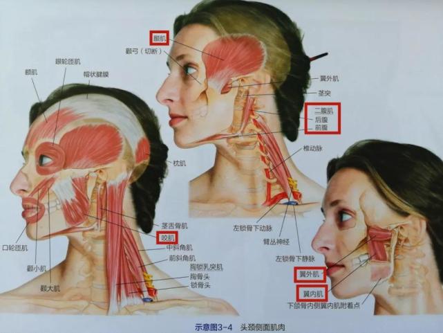 每天吃饭会让你脸型不正你知道原因吗教你1招快速放松颞肌