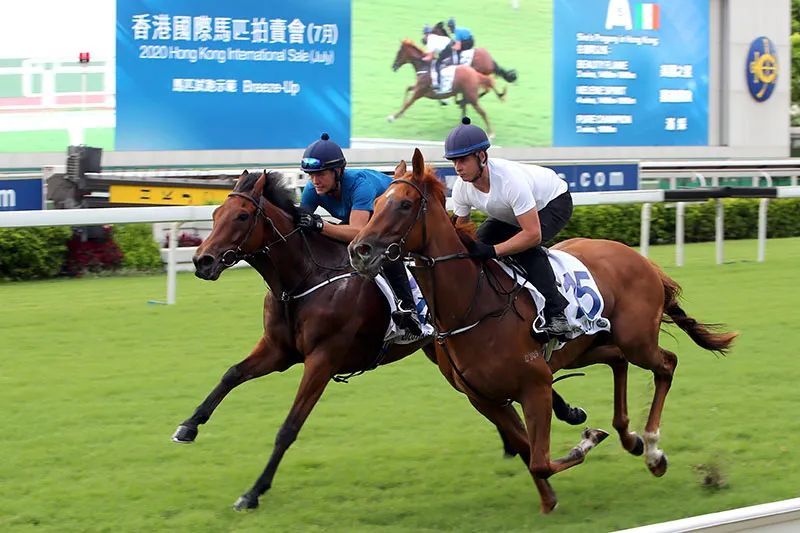 2021香港国际马匹拍卖会6月开槌