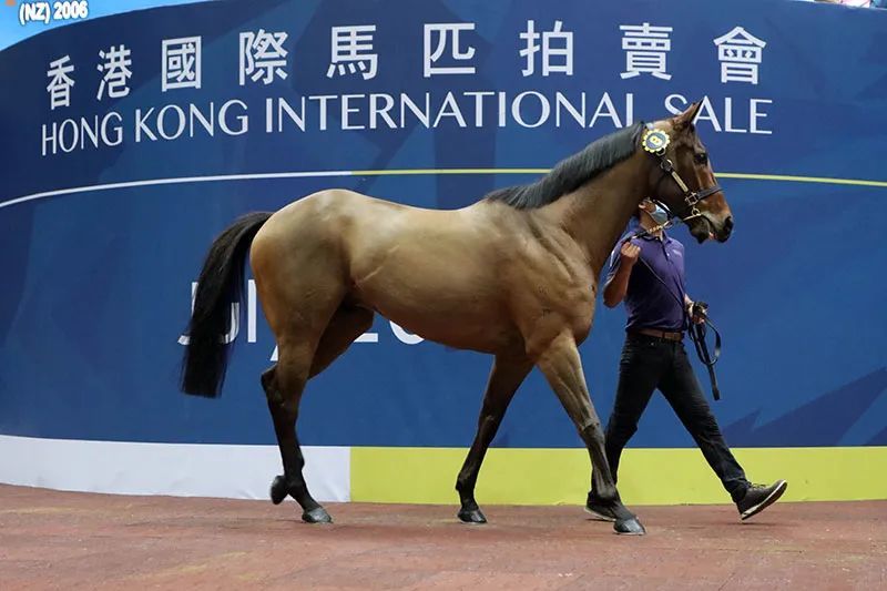 2021香港国际马匹拍卖会6月开槌