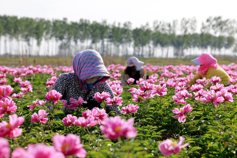 5月25日,唐山市丰南区东田庄乡南元庄村农民在芍药种植基地劳作.