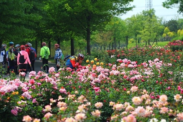 月季排行_日本某网络视频平台公布一月季番动画最终排行,《无职》垫底了