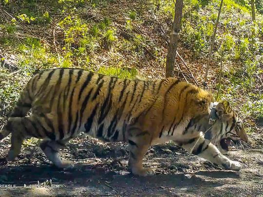 夜览集萃丨"完达山1号"野生东北虎在吉林境内出没
