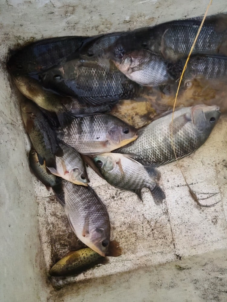 广东暴雨后,有居民楼出口被鱼群"堵住",居民:到处都是鱼