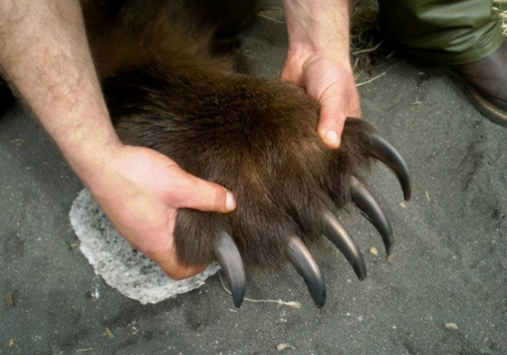 饲养员遭老虎抓咬身亡,悲剧原因曝光:轻视,让意外更加沉痛_腾讯新闻