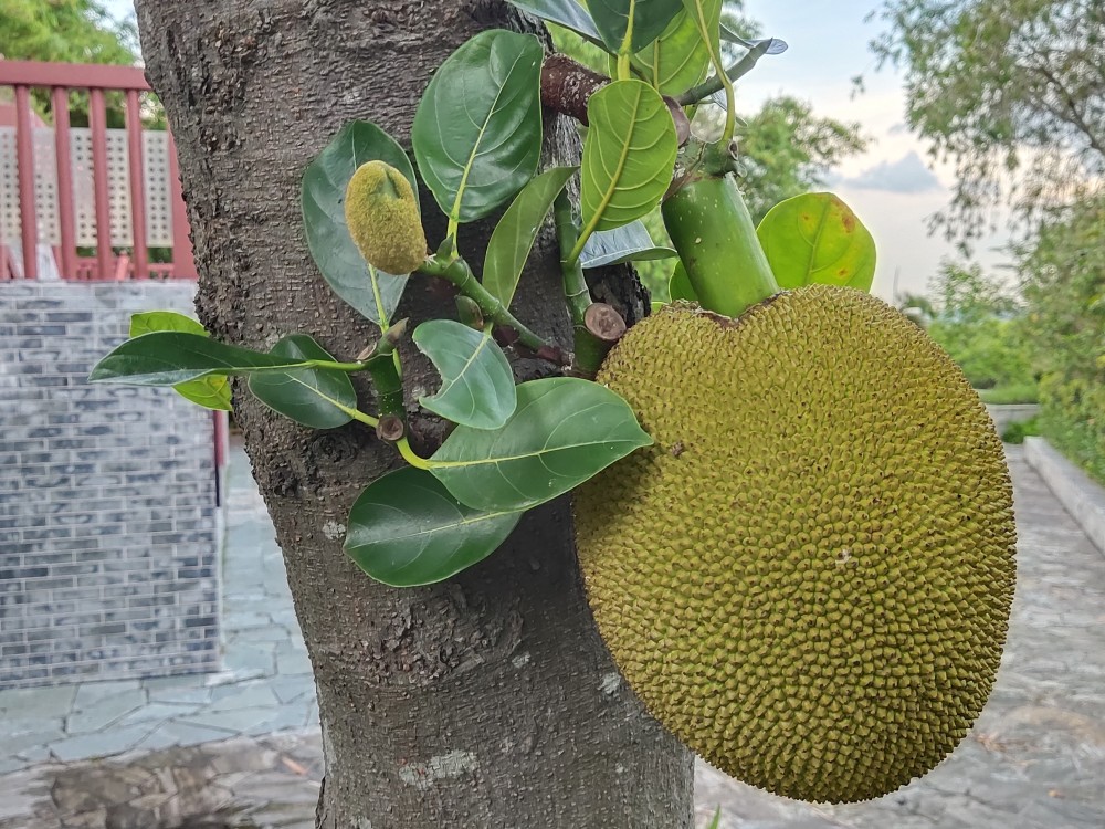 初夏的果實豐收的節奏菠蘿蜜