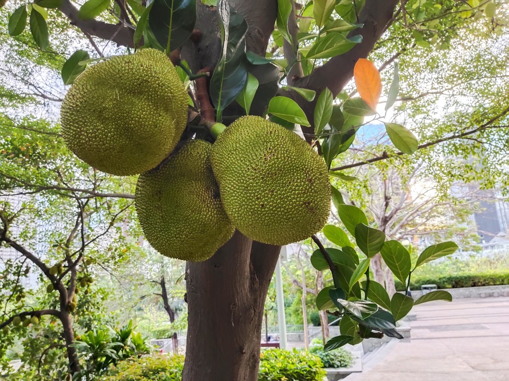 菠蘿蜜是熱帶水果,也是世界上最重的水果,一般重達5-20公斤,最重超過