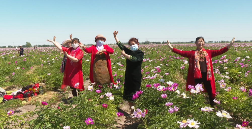 奎屯市开干齐乡:芍药花开迎游客 致富增收新途径_腾讯新闻