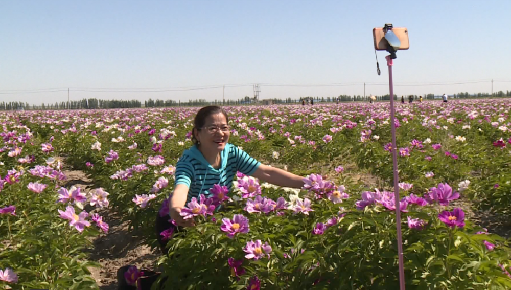 奎屯市开干齐乡:芍药花开迎游客 致富增收新途径_腾讯新闻