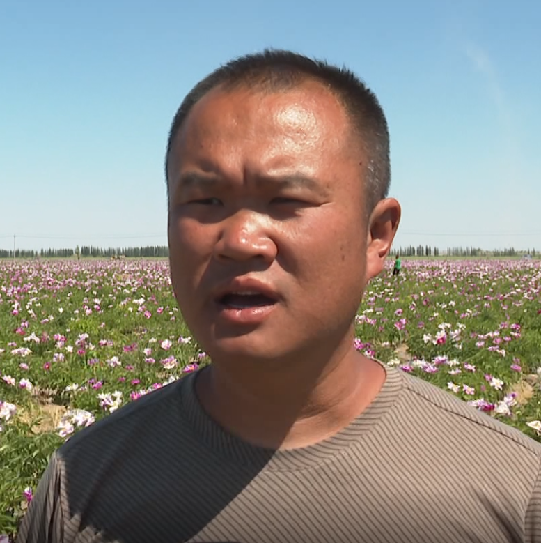 奎屯市开干齐乡:芍药花开迎游客 致富增收新途径