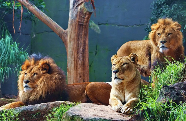 非洲大草原上的狮群雄狮成年后就离开家还会记得母亲吗