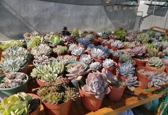 夏天的多肉怎么浇水 保持 少浇 原则 溜边浇水最安全 腾讯新闻