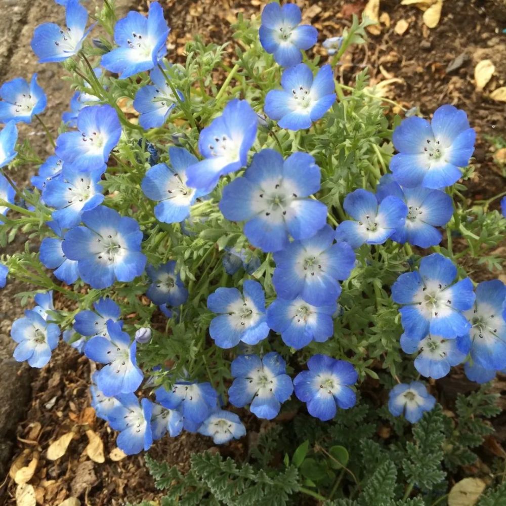春夏季节开天蓝色花朵的喜林草 特别怕热和下雨天 却并不难养 腾讯新闻