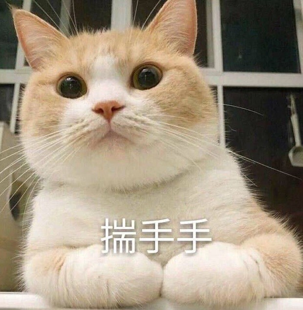 猛男爱看的猫咪表情包