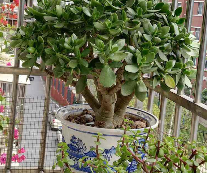 这4种花值得养 寿命长达几十年 还能作传家宝 腾讯新闻