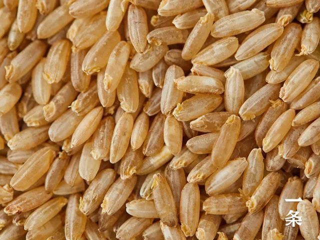 神奇的黄金芽米好吃又营养