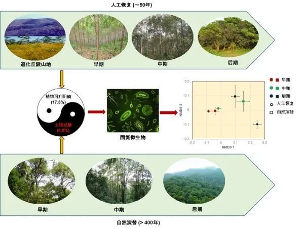 亞熱帶森林土壤固氮微生物的驅動機制研究取得進展