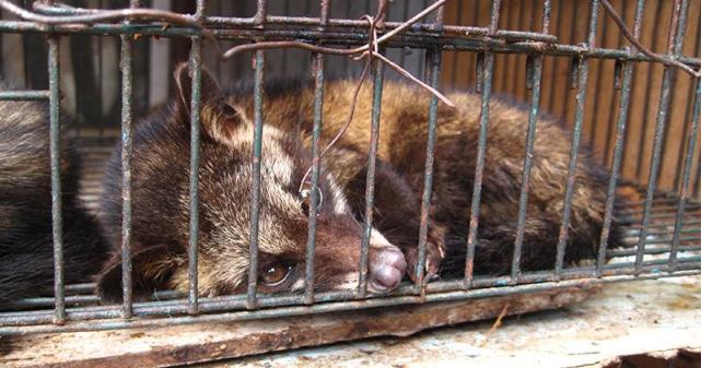 为什么猫的屎这么臭,麝香猫的却能做咖啡?猫屎咖啡背后的残忍!