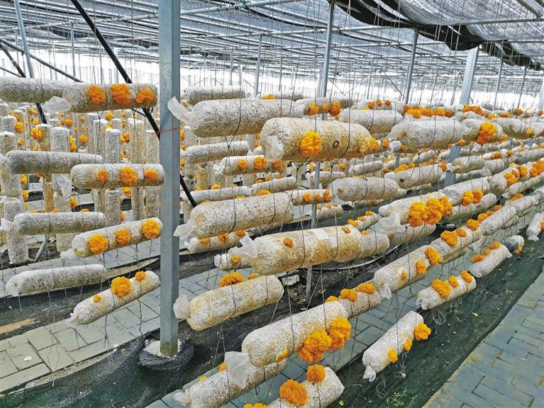 金米村有了致富小金耳