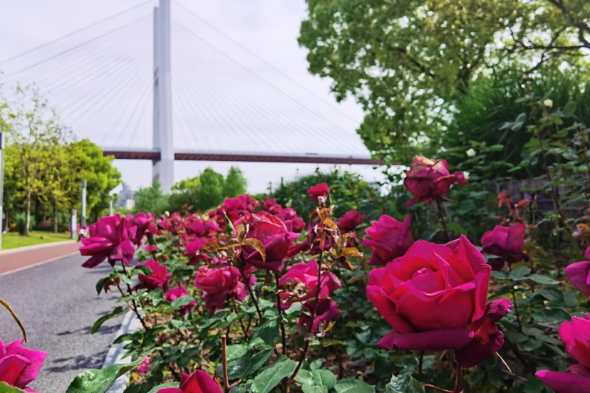 黄浦滨江月季园