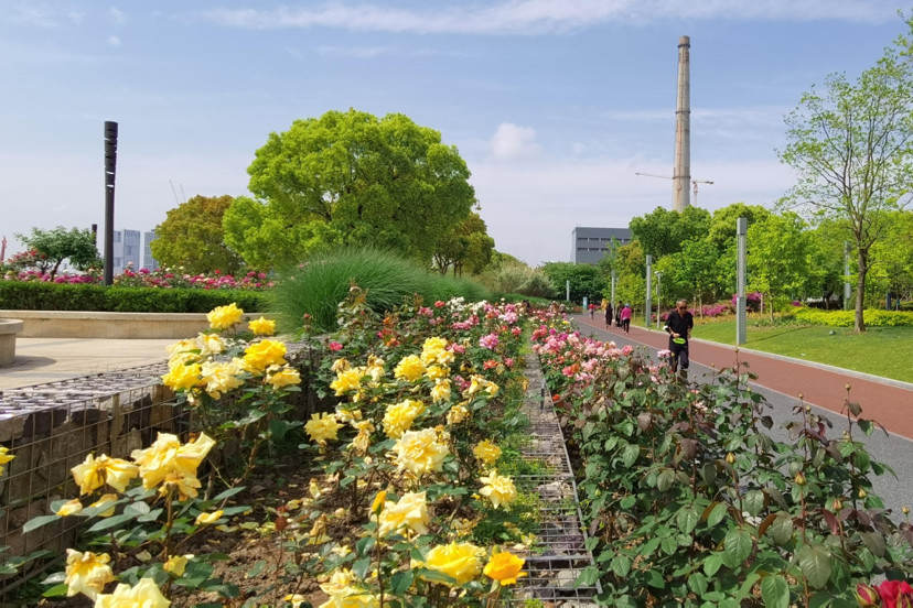 黄浦滨江月季园