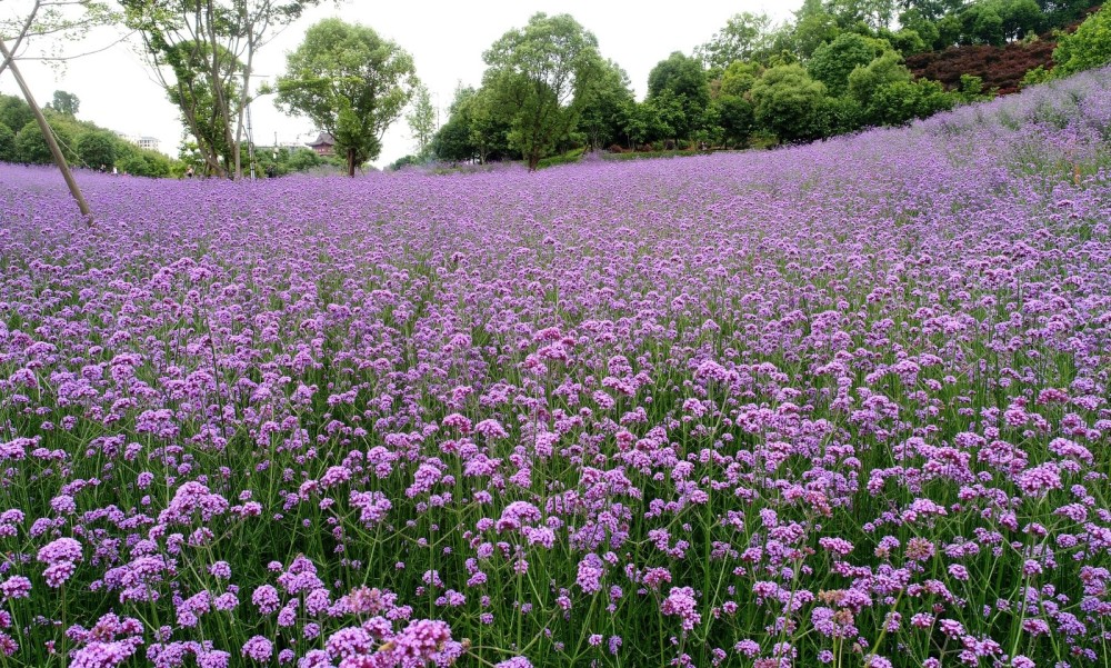 麻陽馬鞭草花盛開紫色花海引來八方客