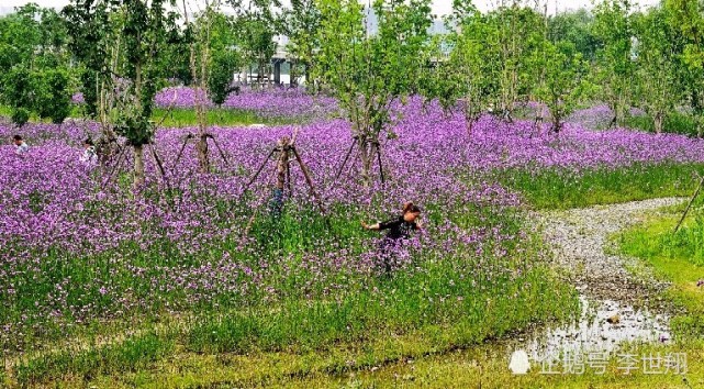 武汉东西湖径河公园 马鞭草花开似紫红色的海洋