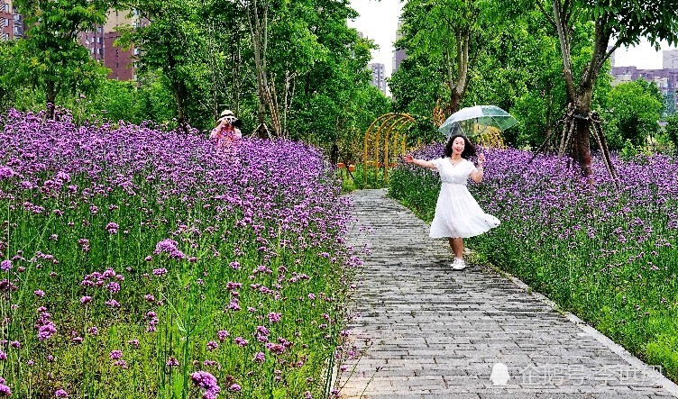 武汉东西湖径河公园 马鞭草花开似紫红色的海洋 腾讯新闻