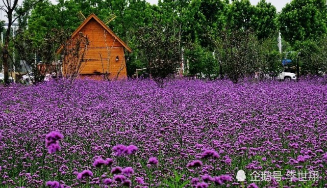 武汉东西湖径河公园 马鞭草花开似紫红色的海洋 腾讯新闻