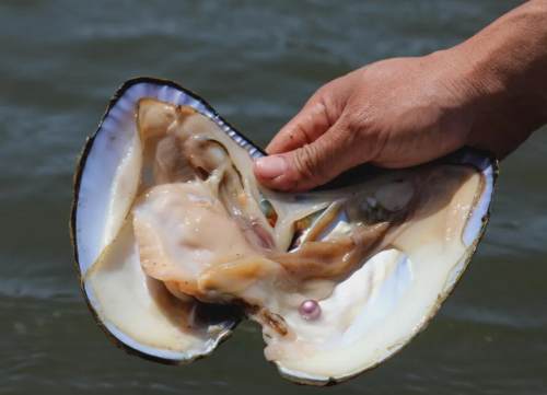 "北珠"蚌养殖成致富路上点金石_腾讯新闻