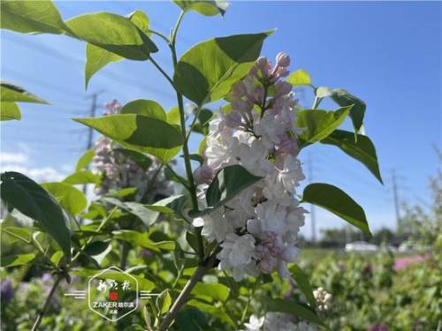 赏花攻略收好 13种冰城丁香姹紫嫣红 专家详解不同丁香花色 腾讯新闻