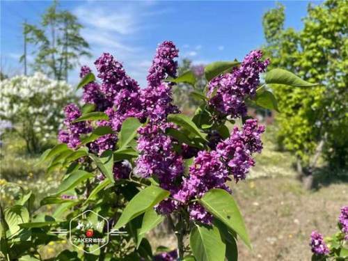 赏花攻略收好 13种冰城丁香姹紫嫣红 专家详解不同丁香花色 腾讯新闻