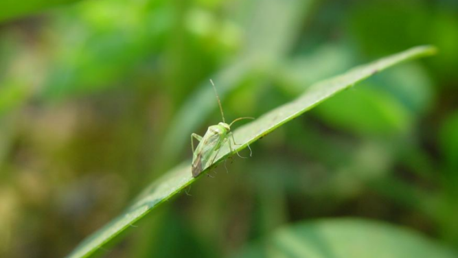 茶园有绿盲蝽怎么办?_腾讯新闻