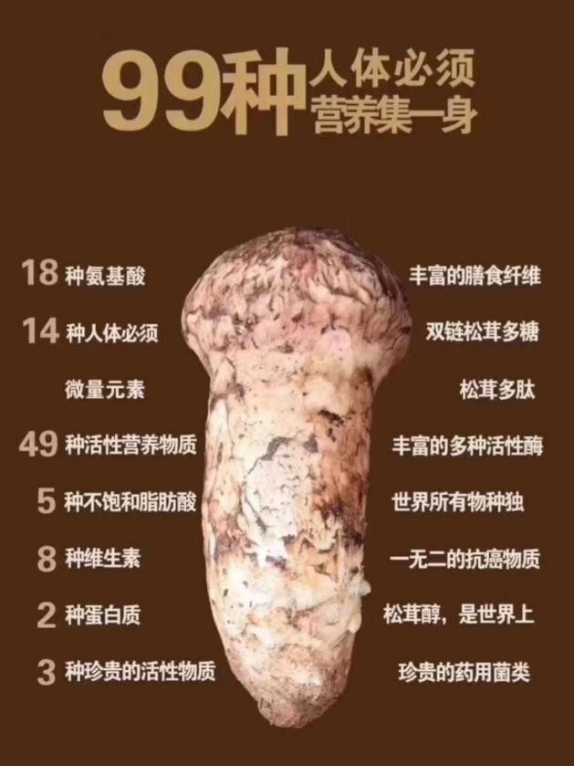 高山上的好营养也给肌肤尝一尝植物医生揭密高山松茸护肤能量