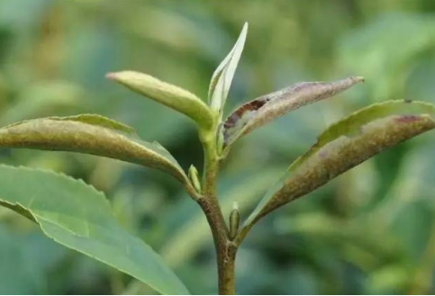 茶树种植:茶叶瘿螨防治方法_腾讯新闻