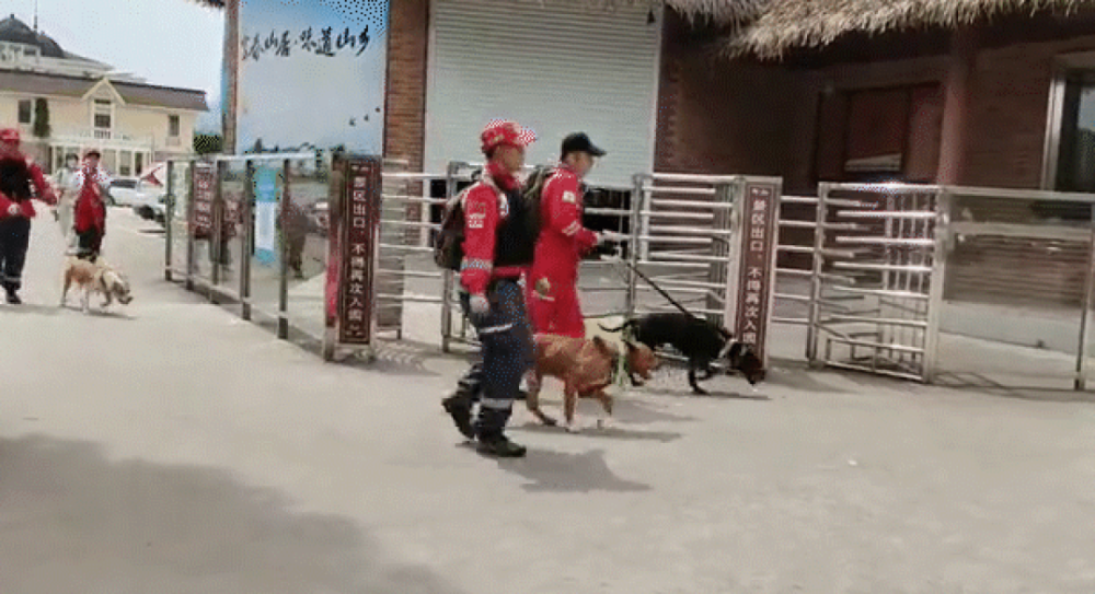 消失的金钱豹 谁还记得它 腾讯新闻