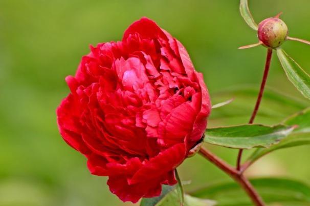 未来6天,爱情闪光,红鸾赐福,良缘将至,顺利脱单,走向甜蜜