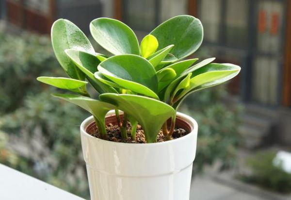 植物有感觉有意识,甚至还有记忆,你敢相信吗?