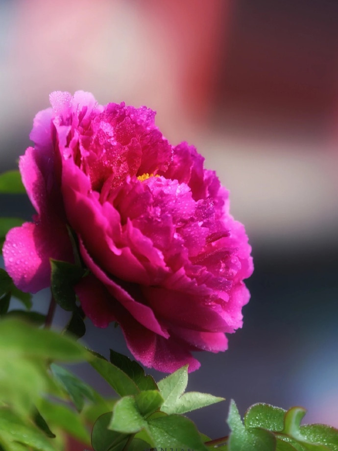 一朵牡丹花,将菏泽与北京紧紧地联系在一起_腾讯新闻