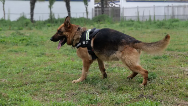 草根警犬图片