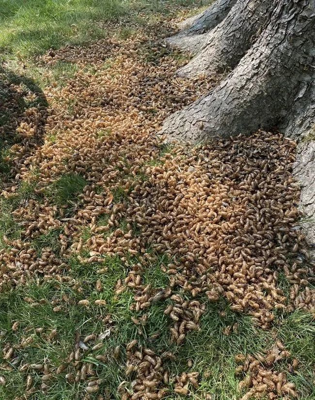 活久见!为了消灭蝉灾,美国人将蝉做成了巧克力