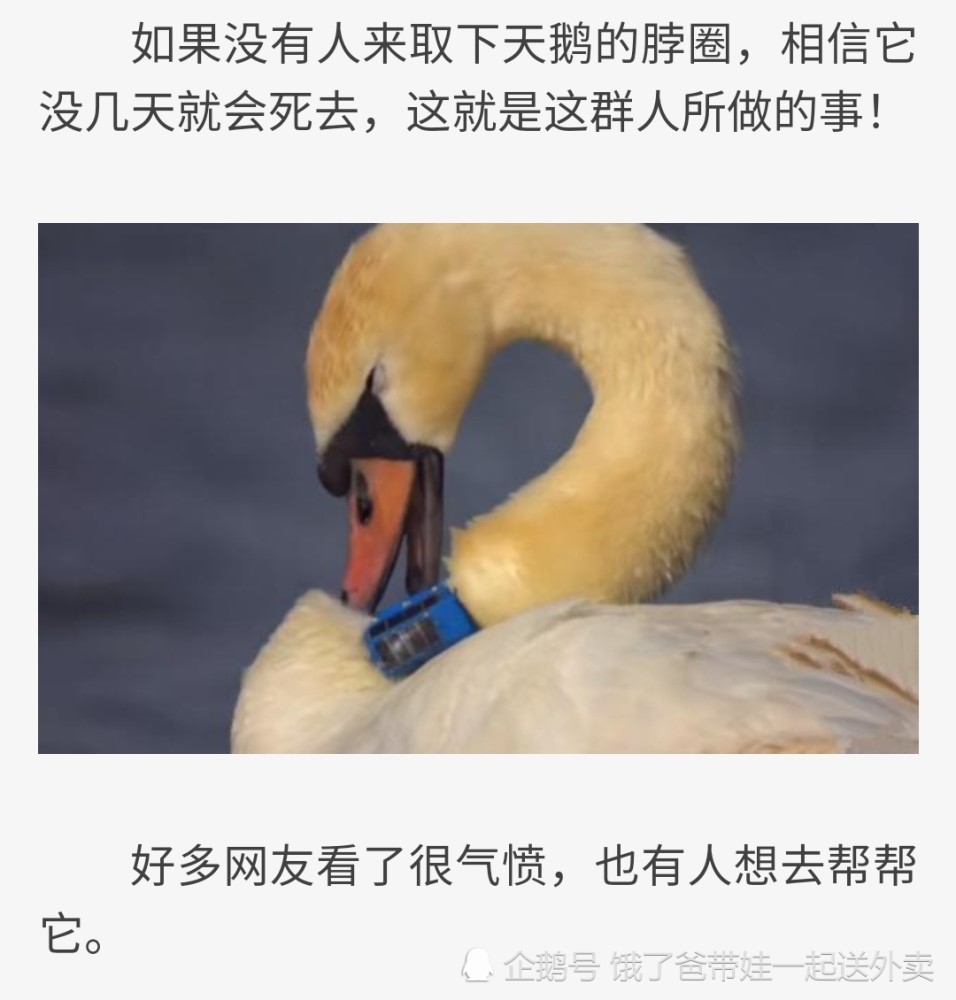 给天鹅强行带项圈,你可知道天鹅的痛苦?