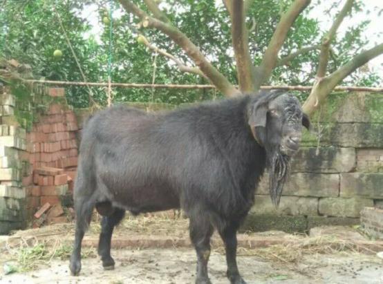 萨能黑山羊到底怎么样?给你看看养殖户怎么说
